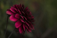 Closeup shot of pink Dahlia flower. Original public domain image from Wikimedia Commons