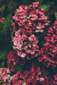 Red hydrangea flowers growing in dense clusters. Original public domain image from <a href="https://commons.wikimedia.org/wiki/File:Red_hydrangea_clusters_(Unsplash).jpg" target="_blank" rel="noopener noreferrer nofollow">Wikimedia Commons</a>
