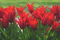 Vibrant red tulips bloom in a field. Original public domain image from Wikimedia Commons