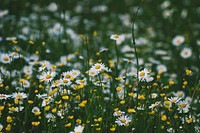 A green patch with chamomile and buttercup flowers. Original public domain image from Wikimedia Commons