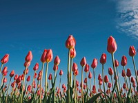 A low-angle shot of a field of closed red tulips with blue sky background. Original public domain image from Wikimedia Commons