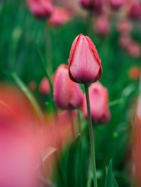 Blooming pink tulips in the fleid. Original public domain image from <a href="https://commons.wikimedia.org/wiki/File:Aaron_Burden_2017-05-02_(Unsplash).jpg" target="_blank">Wikimedia Commons</a>