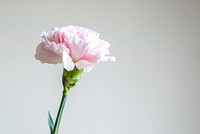 A pink carnation flower against a white background. Original public domain image from Wikimedia Commons