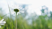 A low-angle shot of a white daisy with bokeh effect in the background. Original public domain image from <a href="https://commons.wikimedia.org/wiki/File:Sweet_white_daisy_(Unsplash).jpg" target="_blank" rel="noopener noreferrer nofollow">Wikimedia Commons</a>