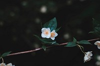 White petaled flowers on dark background. Original public domain image from Wikimedia Commons