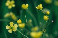 Close-up of yellow buttercup flowers in bloom. Original public domain image from <a href="https://commons.wikimedia.org/wiki/File:Blooming_buttercup_(Unsplash).jpg" target="_blank" rel="noopener noreferrer nofollow">Wikimedia Commons</a>