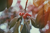 Wild red berries on a leafy branch in the winter. Original public domain image from <a href="https://commons.wikimedia.org/wiki/File:Winter_Vibes_(Unsplash).jpg" target="_blank" rel="noopener noreferrer nofollow">Wikimedia Commons</a>