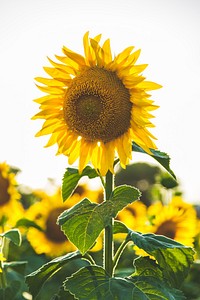 Sunflowers and sunshine. Original public domain image from <a href="https://commons.wikimedia.org/wiki/File:Vinci,_Italy_(Unsplash).jpg" target="_blank">Wikimedia Commons</a>