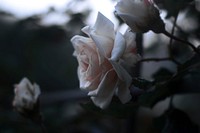 Roses in my neighborhood. Original public domain image from Wikimedia Commons