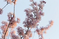 Close up of pink blossom and branch in against clear sky in Spring, Takasaki. Original public domain image from Wikimedia Commons