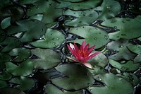 Pink water lily with green lily pads on the water surface. Original public domain image from <a href="https://commons.wikimedia.org/wiki/File:Palmengarten,_Frankfurt_am_Main,_Germany_(Unsplash).jpg" target="_blank">Wikimedia Commons</a>