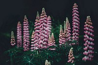 Pink and white columns of lupine flowers. Original public domain image from Wikimedia Commons