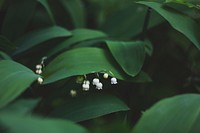 Fresh green leaves with small white blooming flowers. Original public domain image from Wikimedia Commons