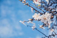 Almond tree and flower in bloom against clear blue sky in Spring, Faro District. Original public domain image from Wikimedia Commons
