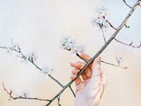 Almond twig with blossom, flower and person's hand in Spring, Volkspark Prenzlauer Berg. Original public domain image from <a href="https://commons.wikimedia.org/wiki/File:Touching_a_blossoming_branch_(Unsplash).jpg" target="_blank" rel="noopener noreferrer nofollow">Wikimedia Commons</a>