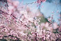 Branches with pink cherry blossom close up with blue sky background in Spring. Original public domain image from Wikimedia Commons