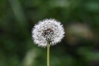 Dandelion weed with fluffy seeds. Original public domain image from <a href="https://commons.wikimedia.org/wiki/File:Fluffy_Dandelion_Seeds_(Unsplash).jpg" target="_blank" rel="noopener noreferrer nofollow">Wikimedia Commons</a>