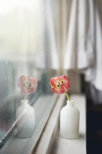 A faint red tulip in a small white vase on a windowsill. Original public domain image from <a href="https://commons.wikimedia.org/wiki/File:Tulip_on_a_windowsill_(Unsplash).jpg" target="_blank" rel="noopener noreferrer nofollow">Wikimedia Commons</a>