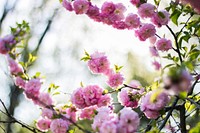 Bunches of thick pink blossom on leafy branches in daytime in Spring. Original public domain image from Wikimedia Commons