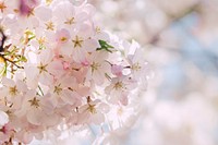 Close-up of a cluster of light pink blossom. Original public domain image from Wikimedia Commons