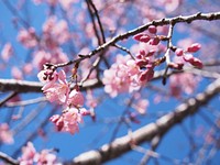 Pink cherry blossom tree branch in bloom in Spring with blue sky. Original public domain image from <a href="https://commons.wikimedia.org/wiki/File:Cherry-blossom-sky_(Unsplash).jpg" target="_blank" rel="noopener noreferrer nofollow">Wikimedia Commons</a>