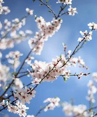 Close up of branch with blossom flower with clear blue sky background in Spring. Original public domain image from Wikimedia Commons