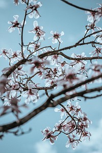 Magnolia blossom. Original public domain image from Wikimedia Commons