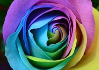 Rainbow Rose. Original public domain image from Wikimedia Commons