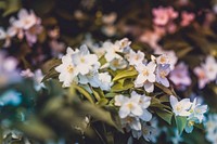 Close-up of a cluster of jasmine flowers. Original public domain image from Wikimedia Commons