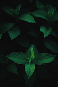 Green leafed plant. Original public domain image from <a href="https://commons.wikimedia.org/wiki/File:Rodion_Kutsaev_2016-09-05_(Unsplash).jpg" target="_blank">Wikimedia Commons</a>