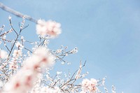 Pink blossom on a tree with blue sky. Original public domain image from Wikimedia Commons