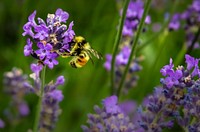 A bee collecting pollen in a cluster of lavender. Original public domain image from <a href="https://commons.wikimedia.org/wiki/File:Bee_on_lavender_(Unsplash).jpg" target="_blank" rel="noopener noreferrer nofollow">Wikimedia Commons</a>