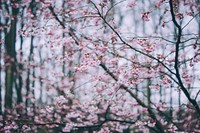 Branches of pink blossom on the trees.  Original public domain image from <a href="https://commons.wikimedia.org/wiki/File:Alisa_Anton_2017-03-30_(Unsplash).jpg" target="_blank">Wikimedia Commons</a>