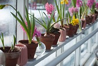 Potted flowers and plants in a greenhouse. Original public domain image from Wikimedia Commons