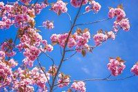 Pink cherry blossom tree branch in bloom in Spring with blue sky. Original public domain image from <a href="https://commons.wikimedia.org/wiki/File:Letchworth_Garden_City,_United_Kingdom_(Unsplash_cBX2AWbzizY).jpg" target="_blank">Wikimedia Commons</a>