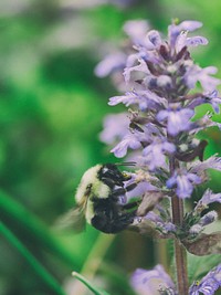 Bee pollinates a purple lavender plant in the wild. Original public domain image from <a href="https://commons.wikimedia.org/wiki/File:Plant_Pollination_(Unsplash).jpg" target="_blank" rel="noopener noreferrer nofollow">Wikimedia Commons</a>