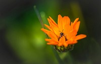 A bee gathering pollen on an orange flower. Original public domain image from Wikimedia Commons