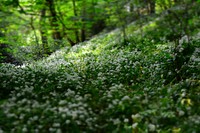 A glade covered with white flowers in a forest. Original public domain image from Wikimedia Commons