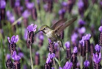 Close-up of a hummingbird feeding on lavender flowers. Original public domain image from <a href="https://commons.wikimedia.org/wiki/File:Hummingbird_in_lavender_(Unsplash).jpg" target="_blank" rel="noopener noreferrer nofollow">Wikimedia Commons</a>
