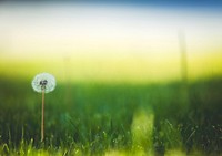 Dandelion in green grass field. Original public domain image from Wikimedia Commons