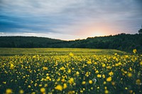 A vast field full of buttercup flowers near a forest in Tingwick. Original public domain image from Wikimedia Commons