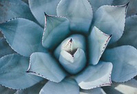 Succulent. Original public domain image from Wikimedia Commons
