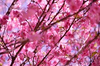 Bright floral pink blossom on free in full bloom in Spring, Parque Ibirapuera. Original public domain image from Wikimedia Commons