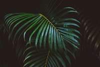 Palm leaf background. Original public domain image from Wikimedia Commons