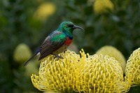 Colorful hummingbird standing on yellow flower. Original public domain image from Wikimedia Commons