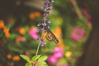 A monarch butterfly on lavender flowers. Original public domain image from Wikimedia Commons