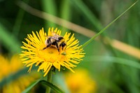 A macro shot of a bee flying up to a flower to gather its pollen. Original public domain image from <a href="https://commons.wikimedia.org/wiki/File:Stefan_Steinbauer_2016_(Unsplash).jpg" target="_blank">Wikimedia Commons</a>
