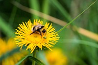 A macro shot of a bee flying up to a flower to gather its pollen. Original public domain image from Wikimedia Commons