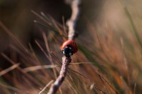 Ladybug crawls on a thick stick in a field. Original public domain image from <a href="https://commons.wikimedia.org/wiki/File:Ladybug_On_The_Move_(Unsplash).jpg" target="_blank" rel="noopener noreferrer nofollow">Wikimedia Commons</a>