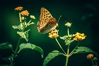 A macro shot of a butterfly flying up to a flower to gather its pollen. Original public domain image from Wikimedia Commons